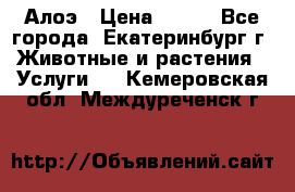 Алоэ › Цена ­ 150 - Все города, Екатеринбург г. Животные и растения » Услуги   . Кемеровская обл.,Междуреченск г.